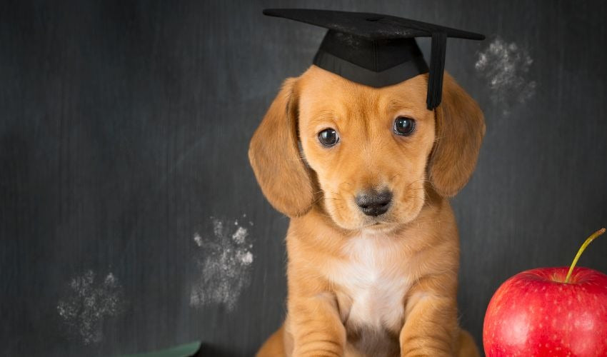 Back-to-School Blues: Helping Pets Cope with Schedule Changes