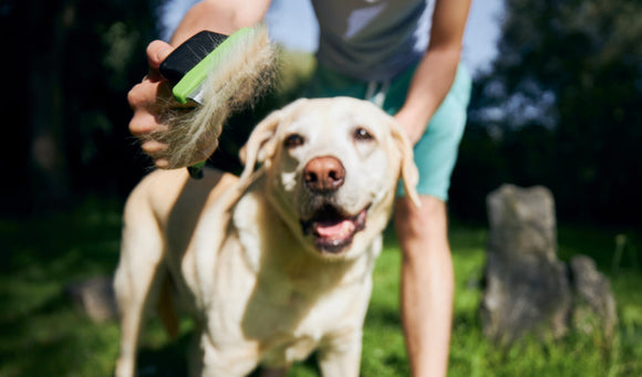 Shedding Season Solutions: Managing Pet Hair at Home