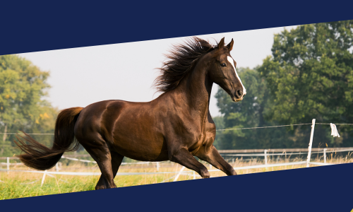 A dark brown horse with a flowing mane runs energetically in a grassy field, framed diagonally with a blue border. Background includes trees and a fence.