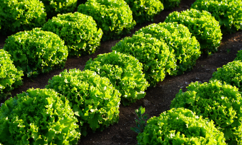 Rows of vibrant green lettuce plants in a sunlit garden, neatly aligned and flourishing in brown soil, convey a fresh, thriving agricultural scene.