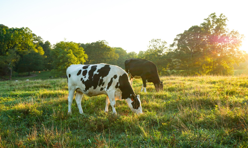 Two cows graze in a sunlit pasture with trees in the background. The morning light casts a warm glow, creating a serene and peaceful atmosphere.