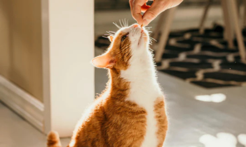 A ginger and white cat stands on a sunlit floor, reaching up to a hand offering a treat. The scene conveys calm and contentment.