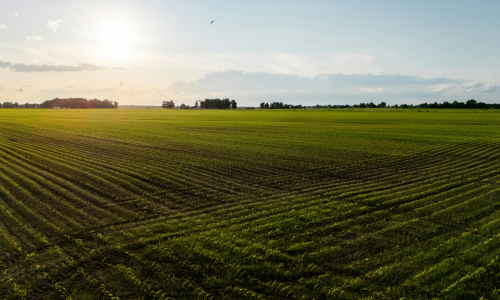 Sunlit field with fresh green sprouts forming neat, angled rows. The sky is clear with a low sun, casting long shadows, evoking a serene and hopeful tone.