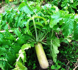 Pennington Rackmaster Trophy Radishes