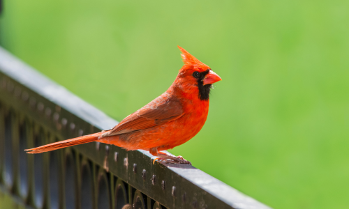 A vibrant red cardinal perches on a black wrought iron fence against a soft green blurred background, conveying a sense of calm and natural beauty.