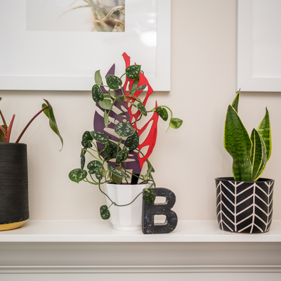 Treleaf BARE™ Monstrella™ - Customizable Monstera Shaped Wooden Plant Support