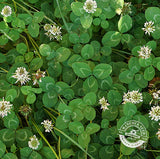 Hancock Seed White Dutch Clover Seed