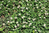 Hancock Seed White Dutch Clover Seed