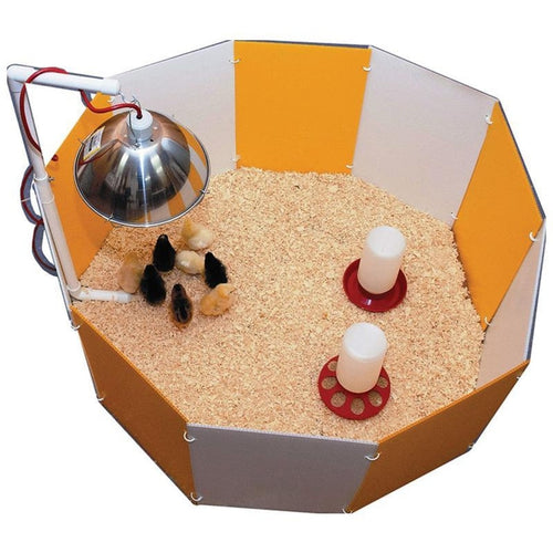 Blue Ridge Chicks FARM INNOVATORS BABY CHICK STARTER HOME - Charlottesville, VA - Blue ...
